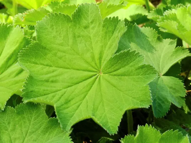 la plante ultime pour contrer la diarrhée, celle-ci est ce qu’il vous faut (et en prime, elle est également bénéfique pour les femmes souffrant de troubles hormonaux)