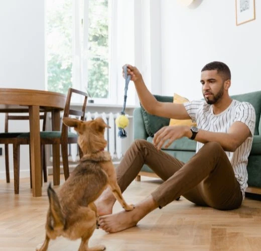 
Jeux divertissants pour animaux domestiques  Favoriser le bien-être de votre compagnon à quatre pattes