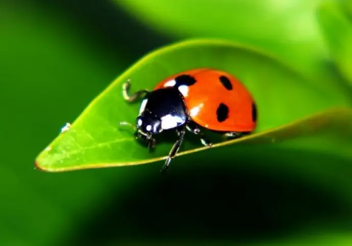 UTILISATION DES COCCINELLES POUR LUTTER CONTRE LES PUCERONS