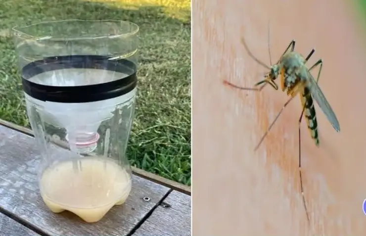 Les moustiques ne tardent pas à revenir. Si le vinaigre ne suffit pas à attraper les mouches, un simple fond de Coca ou tout autre soda sucré le fera aisément.