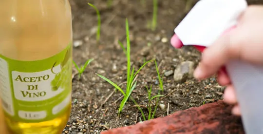 Voici d'autres façons d'utiliser le vinaigre comme un herbicide naturel et pour prendre soin de vos plantes : Herbicide naturel : En versant du vinaigre sur les mauvaises herbes non désirées, vous pouvez les éliminer et prévenir leur repousse. Pour améliorer son efficacité, vous pouvez le mélanger avec un peu de sel. Pour les fleurs : Dans 1 litre d'eau, mélangez 2 cuillères à soupe de vinaigre et 2 cuillères à soupe de sucre. Trempez les tiges des fleurs dans cette solution pour prolonger leur durée de conservation. Contre les escargots : Les escargots peuvent être un problème pour vos plantes de jardin. Pour les éliminer, il suffit de saupoudrer un peu de vinaigre sur les plantes. Contre les fourmis : Le vinaigre est également excellent pour éloigner les fourmis. Appliquez de petites quantités de vinaigre sur les plantes pour les tenir à distance.